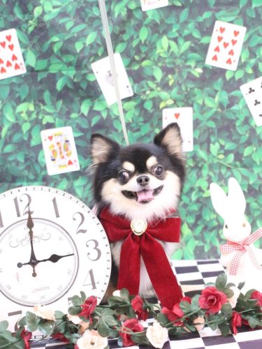 20250422ボスくん